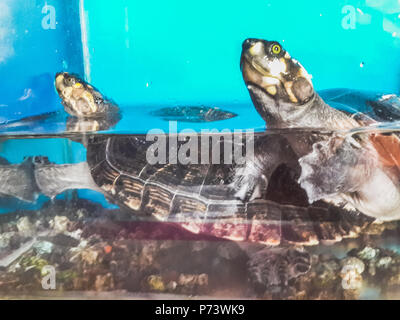 Deux tortues nageant dans un aquarium sur un autre Banque D'Images