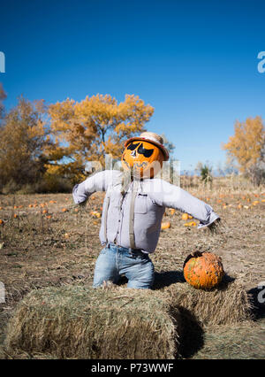 Gardant l'avant Halloween Pumpkin Patch Banque D'Images