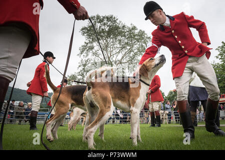 Trois Comtés Showground, Worcestershire, Royaume-Uni. 18 Juin, 2016. Hounds sont exhibés devant des juges à la Royal trois comtés montrent près de Malvern j Banque D'Images