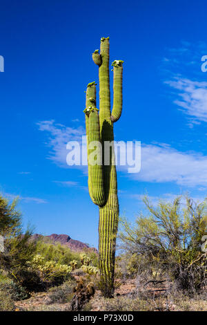 Cactus géant saguaro Standing Tall avec fleurs de printemps, surround par des plantes du désert de l'Arizona's désert de Sonora. Banque D'Images