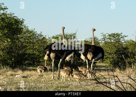 Deux autruches mâles - Struthio camelus - avec les poussins dans le bush d'Etosha, Namibie. Banque D'Images
