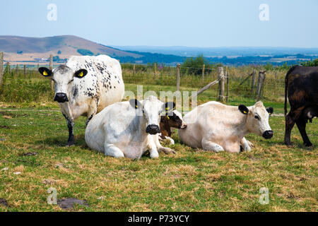 Vaches se reposant et paissant dans un champ dans le parc national de South Downs, East Sussex, Royaume-Uni Banque D'Images