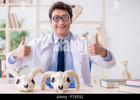 Le professeur fou drôle l'étude de squelettes d'animaux Banque D'Images