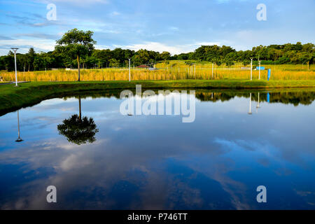 Des zones humides de la réserve naturelle de Singapour Banque D'Images