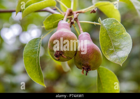 Image de poires douces sur un arbre de maturation dans le jardin Banque D'Images