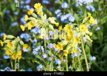 (Primula veris) Cowslips plantes poussant dans un parterre de jardin au printemps. UK. Banque D'Images