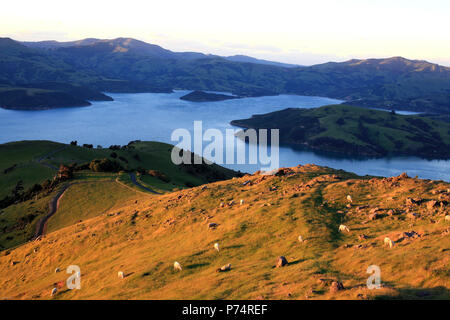 Des moutons se broutent sur des terres agricoles surplombant le port d'Akaroa sur la péninsule de Banks, en Nouvelle-Zélande Banque D'Images