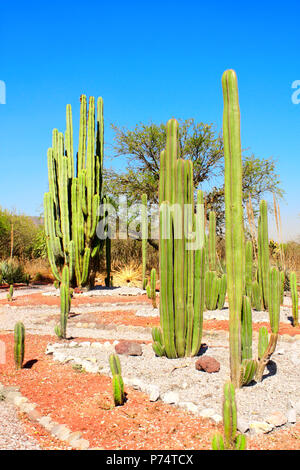 Jardin de cactus et plantes grasses près de célèbre site archéologique de Tula de Allende, l'état de Hidalgo, au Mexique, en Amérique du Nord Banque D'Images