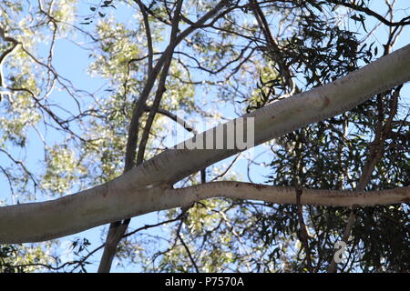 Branche de la gomme friable (Eucalyptus Mannifera) Banque D'Images