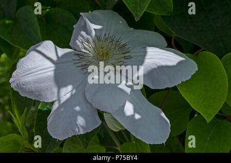 Clématites luxuriantes blanc fleur en fleur au jardin extérieur naturel, Sofia, Bulgarie Banque D'Images