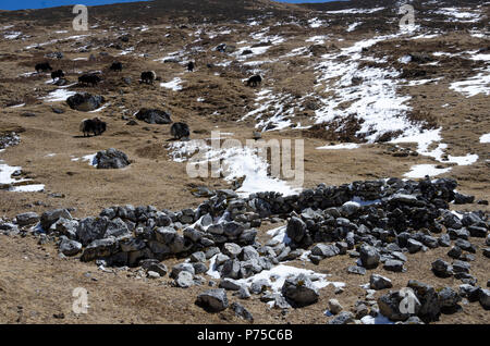 Des éleveurs nomades de maisons, Kyanjin Gompa, Langtang, Népal Banque D'Images