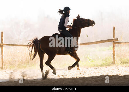 Jeune jolie fille - un cheval en hiver matin Banque D'Images