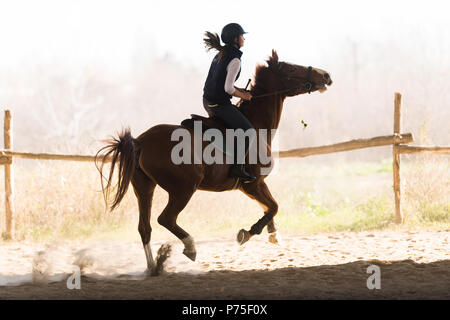 Jeune jolie fille - un cheval en hiver matin Banque D'Images