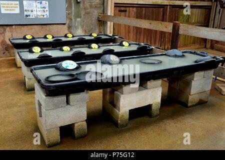 Les creux de panoramique,Geevor tin mine museum,Pendeen,West Penwith, Cornwall, Angleterre, Royaume-Uni, Banque D'Images