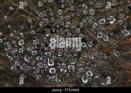 L'Araignée labyrinthe Agelena labyrinthica (rosée) on web Banque D'Images