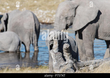 Bébé éléphant jouant avec dead tree trunk, éléphants adultes en arrière-plan Banque D'Images