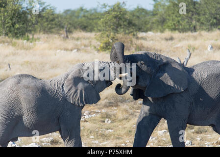 Deux jeunes éléphants jouant, leurs troncs enlacés Banque D'Images