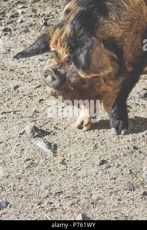 Close up image d'un cochon kunekune avec copie espace. L'kunekune, est une petite race de porc domestique à partir de la Nouvelle-Zélande. Banque D'Images