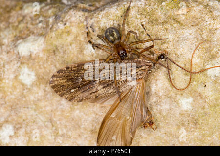 Une araignée sur un mur d'étang de jardin la nuit avec une mouche caddis capturé. Lancashire Angleterre Royaume-Uni GB Banque D'Images