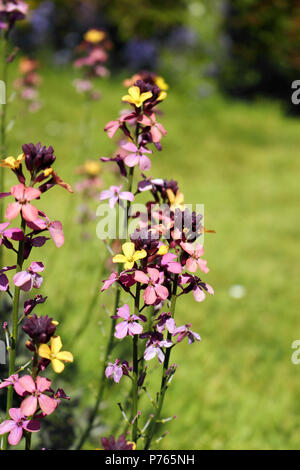 Close up de l'Erysimum 'chelsea' Banque D'Images