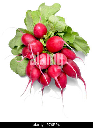 Radis mûrs bundle, isolé sur fond blanc. Le radis rose ou rouge avec des feuilles vertes, salade de légumes. Banque D'Images