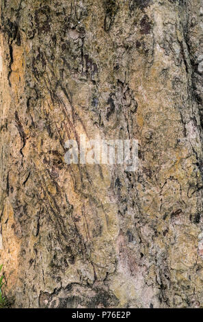 Griffes de tigres des rayures sur l'arbre en tant que marque la frontière du territoire. Photo d'animaux et de la faune Banque D'Images