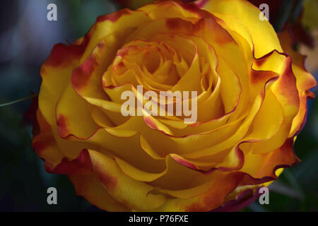 Chef d'une rose en close-up, rose jaune avec une bordure rouge sur les pétales Banque D'Images
