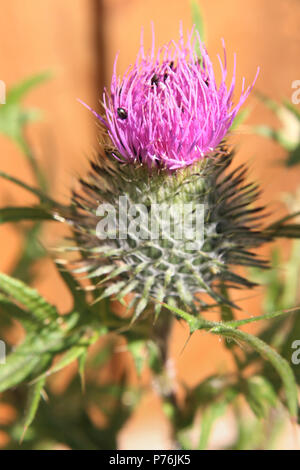 Spear thistle flower pollen avec coléoptères Cirsium vulgare Meligethes aeneus Banque D'Images