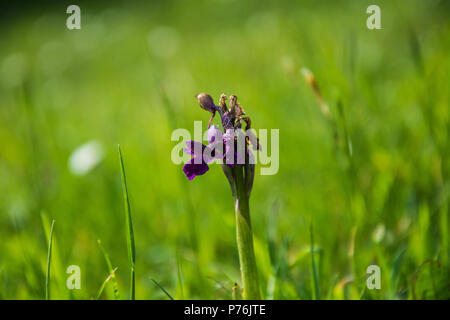 Une orchidée sauvage à ailes vertes (Anacamptis morio, veiné vert, orchidée Orchis morio) trouvés à la Severn Valley Country Park dans le Shropshire. Banque D'Images