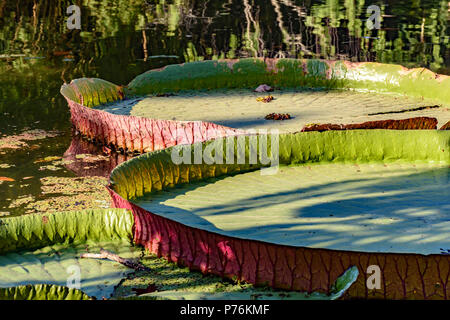 Victoria regia, de plantes aquatiques typiques de la région amazonienne, flottant sur les eaux d'un lac Banque D'Images