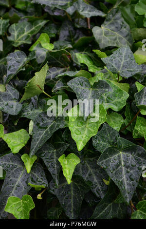 Feuilles de lierre recouverte d'eau, gouttes, lierre vert arrière-plan avec les gouttelettes d'eau Banque D'Images