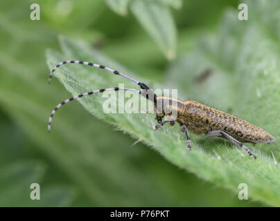 Un Golden-Gris fleuri (Agapanthia villosoviridescens Longicorne) avec de magnifiques antennes à rayures. Bedgebury Forêt, Kent, Angleterre. UK. Banque D'Images