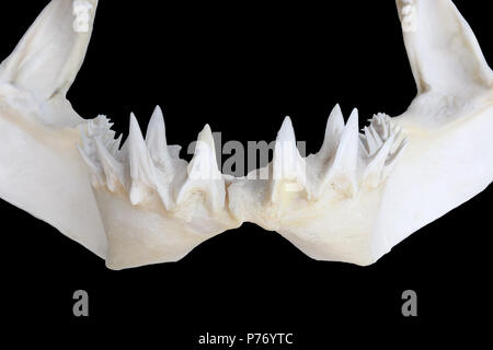 Requin mako : Gros plan de la mâchoire inférieure Banque D'Images