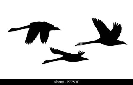 Ensemble de trois silhouettes de cygnes survolant - vecteur, isolé sur fond blanc Illustration de Vecteur