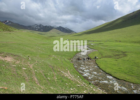 Les chevaux qui traversent la rivière Tup, Jyrgalan Valley, Kirghizistan Banque D'Images