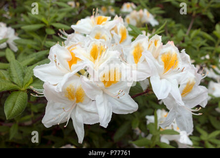 Gros plan de fleurs azalea azalées blanches et jaunes au printemps Cumbria Angleterre Royaume-Uni Grande-Bretagne Banque D'Images