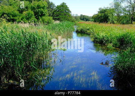 River à pensthorpe wensum réserve naturelle, Norfolk, Angleterre Banque D'Images