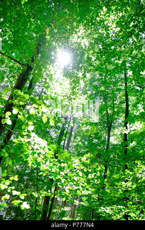 Soleil d'été au vert forêt, Norfolk, Angleterre Banque D'Images