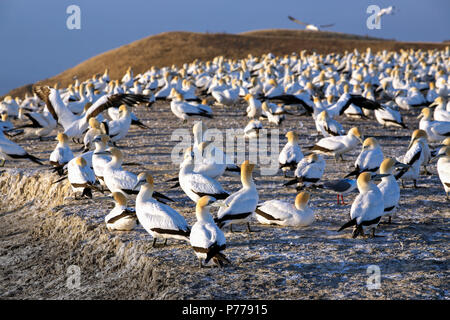 Colonie de gannet Australasian à Cape Kidnappers, Hawkes Bay, Nouvelle-Zélande Banque D'Images