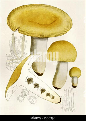 12 Russula foetens - Bresadola Banque D'Images