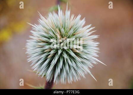 Gros plan de la tête d'une tortue à Globe Thistle (Echinops Spinosissimus) à Livadia sur l'île grecque de Tilos. Banque D'Images