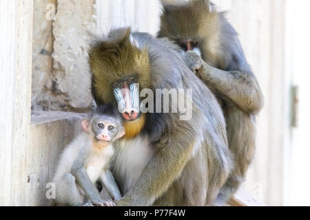 Dans le zoo Famille Mandrill Banque D'Images