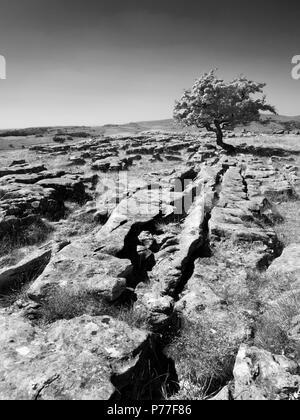 Lone Tree sur lapiez à Winskill pierres près de Stainforth in Ribblesdale Angleterre Yorkshire Dales Banque D'Images