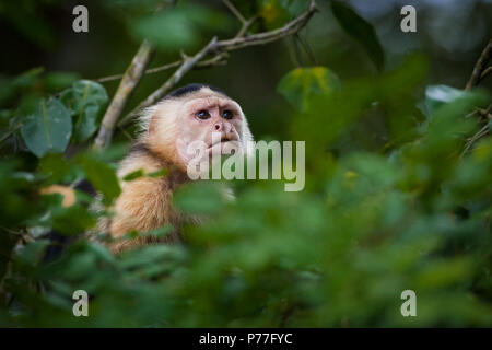 Capuchin à face blanche, imitateur Cebus, dans la forêt tropicale à côté du lac Gatun (côté est), République du Panama. Banque D'Images