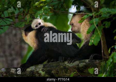 Famille Capuchin à face blanche, imitateur Cebus, dans la forêt tropicale à côté du lac Gatun (côté est), République du Panama. Banque D'Images