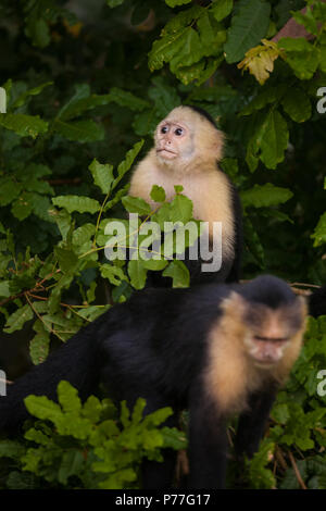 Capuchin à face blanche, imitateur Cebus, dans la forêt tropicale à côté du lac Gatun (côté est), République du Panama. Banque D'Images