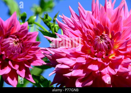 Belles fleurs dans les jardins des dahlias Banque D'Images