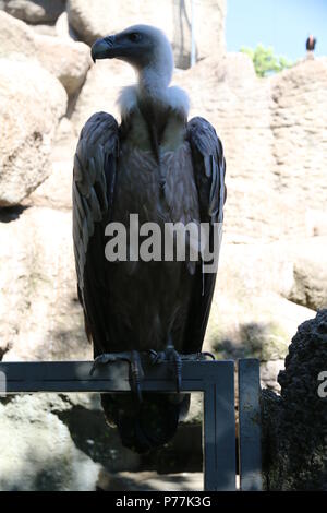 Vautour fauve - Gyps fulvus Banque D'Images