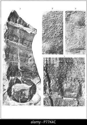 Buffalopterus (Eurypterus) pustulosus Page Hall 201 Voir Planche 23 1 vue de l'intérieur de l'postabdomen, manquant de le dernier segment. Original de Pterygotus globicaudatus Pohlman. La taille naturelle 2 Élargissement de la partie antérieure de la carapace, reproduit dans la plaque 23, figure 1, montrant le caractère de l'ornementation et la marge bénéficiaire. Monticule ocellaires avec des traces d'ocelles dans le coin inférieur gauche. × 33 Élargissement de partie postérieure de la carapace, même pour montrer le caractère de l'ornementation. Monticule ocellaires en face. × 34 d'une partie de l'élargissement de l'échantillon représenté à la figure 1 pour montrer le caractère de balances sur tergite Horiz Banque D'Images