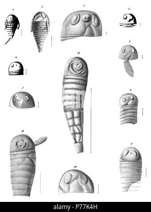 Parahughmilleria (Eurypterus) Maria Clarke Page 84 Voir planche 221 plus petit spécimen observé. Montre large carapace court ; vaste preabdomen ; de grands yeux ; natation ; abdomen jambes mais apparemment avec huit segments courts et telson. Paratype. × 6. (Longueur 5,5 mm) 2 personne un peu plus âgés, ayant 12 segments, mais en conservant la carapace large et preabdomen. Paratype. × 5. (Longueur 8 mm) 3 Carapace de jeune individu, montrant la grande largeur de carapace, les grands yeux latéraux avec nœud oculaire et zone visuel et d'éminents tumescence ocellaires. × 18. (Longueur 1,8 mm) 4 Carapace et premier tergite o Banque D'Images